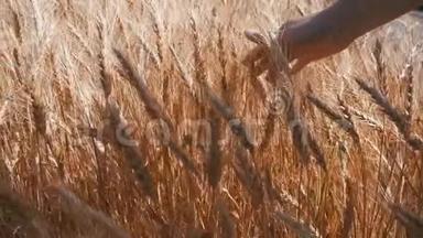 女人`手在田里的小麦小穗里移动。 慢动作
